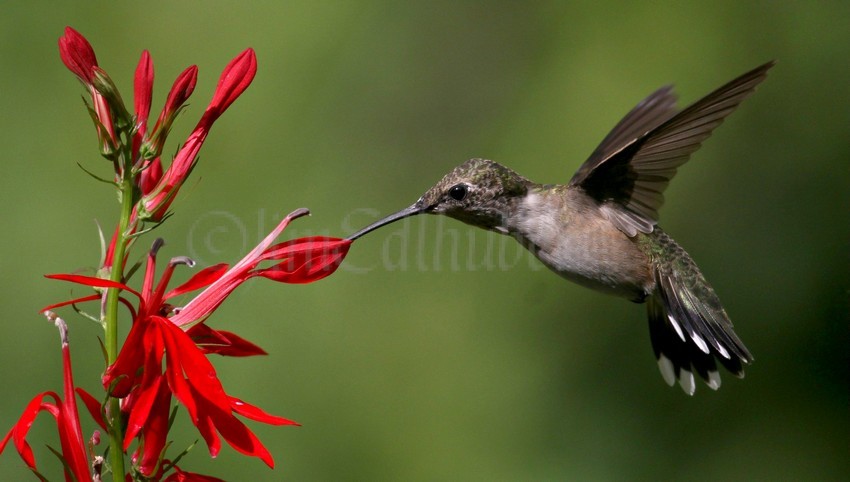 Ruby-throated Hummingbirds Waukesha Wisconsin September 4, 2014