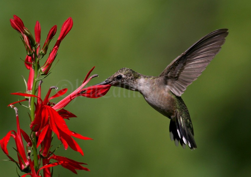 Ruby-throated Hummingbird on Cardinal Flower