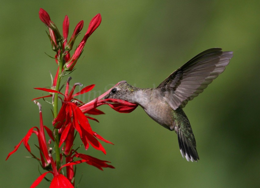 Ruby-throated Hummingbird on Cardinal Flower