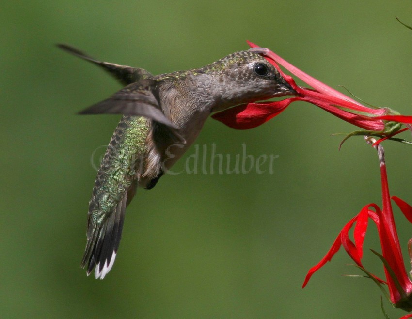 Ruby-throated Hummingbird on Cardinal Flower