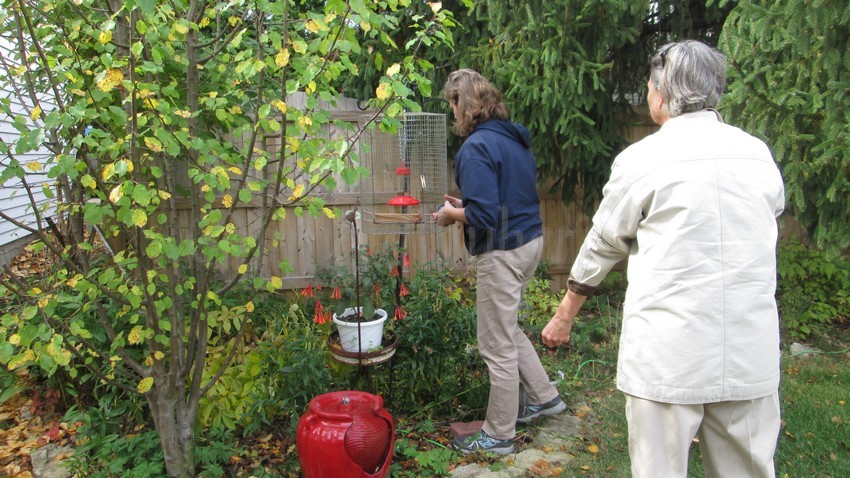 Rufous Hummingbird (Cynthia's yard bird), at Fort Atkinson Wisconsin on October 19, 2014. Banding the bird!