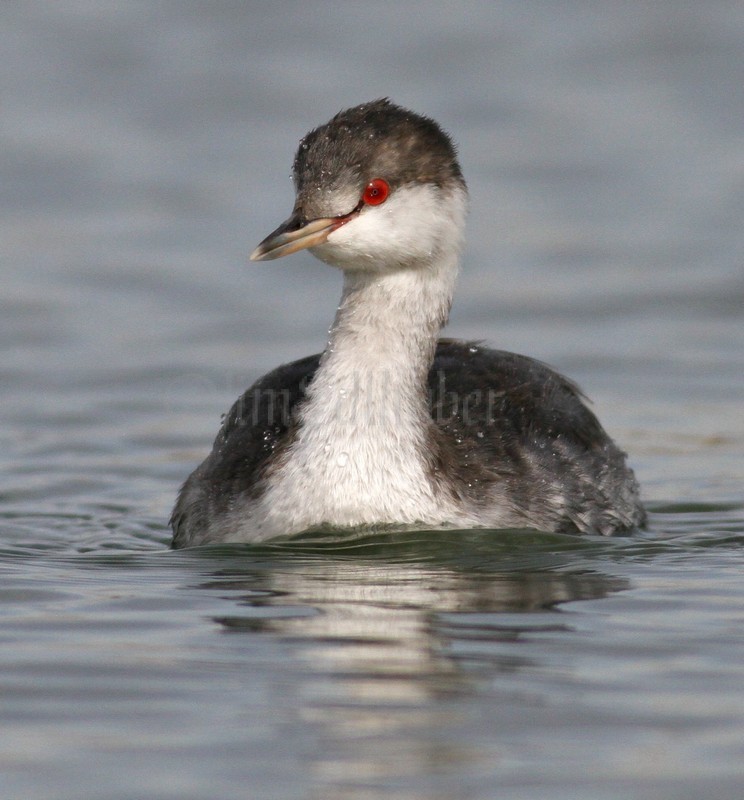 Horned Grebe nonbreeding plumage