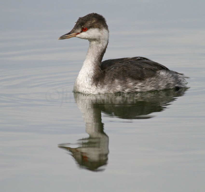 Horned Grebe nonbreeding plumage