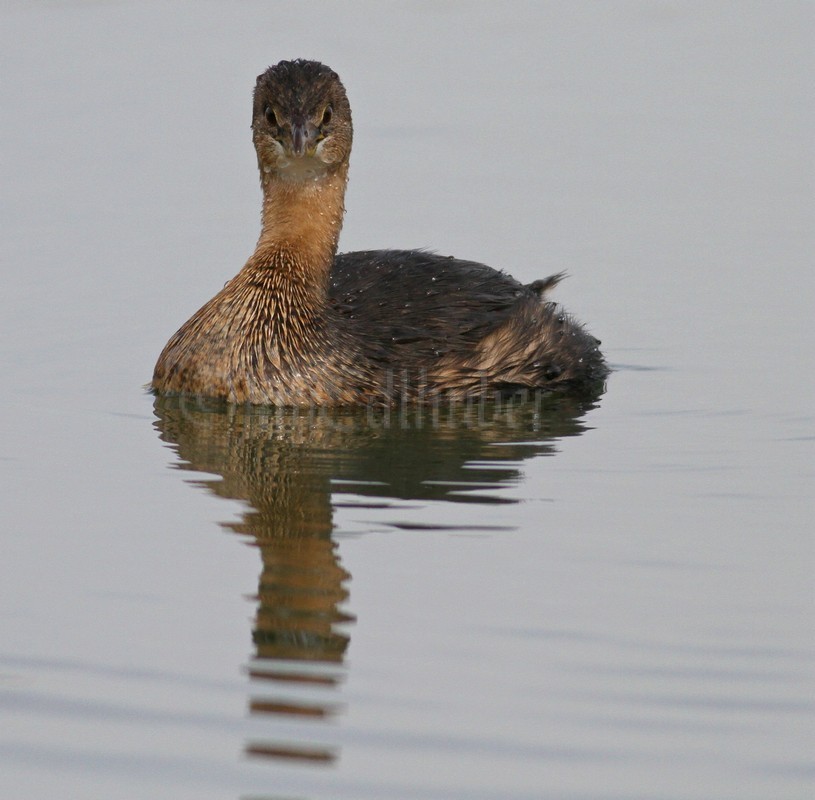 Pied-billed Grebe nonbreeding plumage