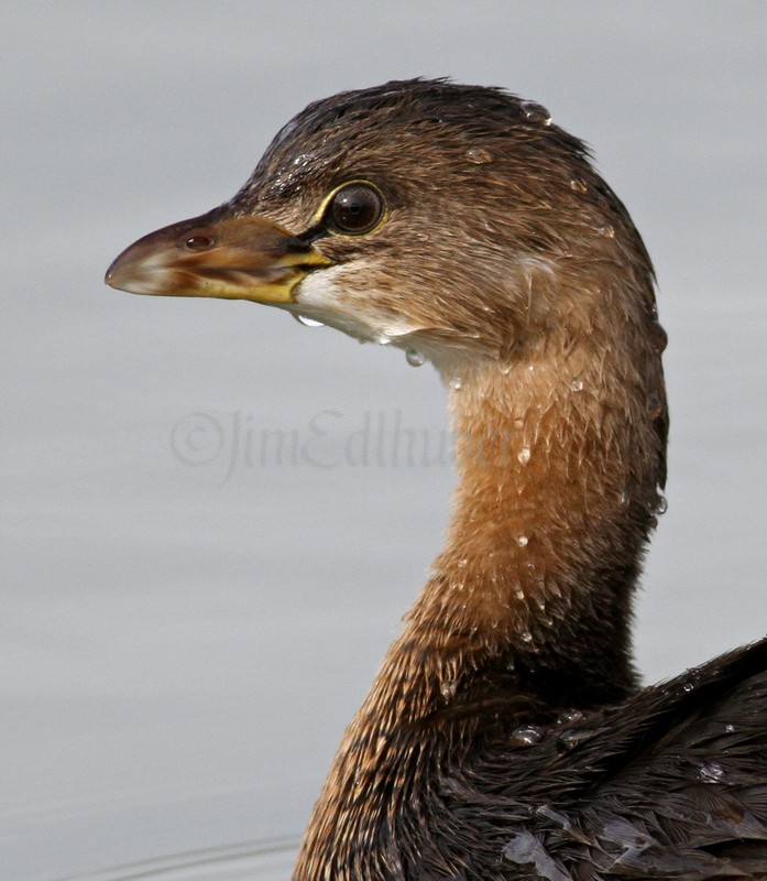 Pied-billed Grebe nonbreeding plumage