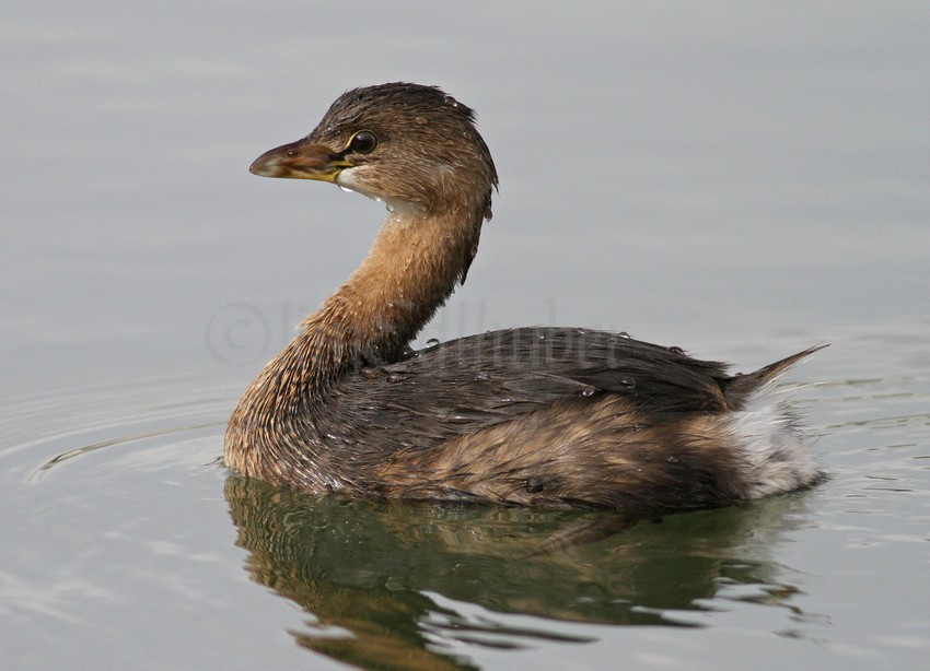 Pied-billed Grebe nonbreeding plumage