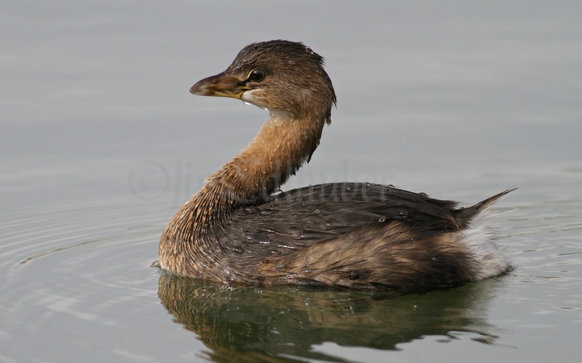 Pied-billed Grebe nonbreeding plumage