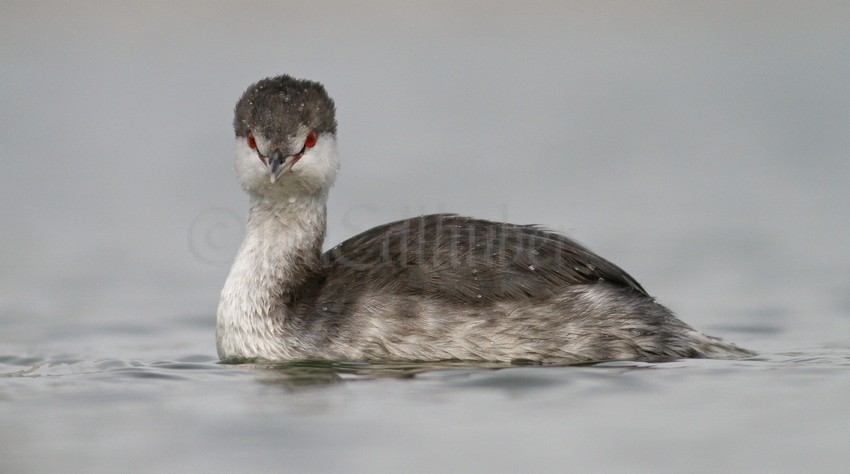 Horned Grebe nonbreeding plumage