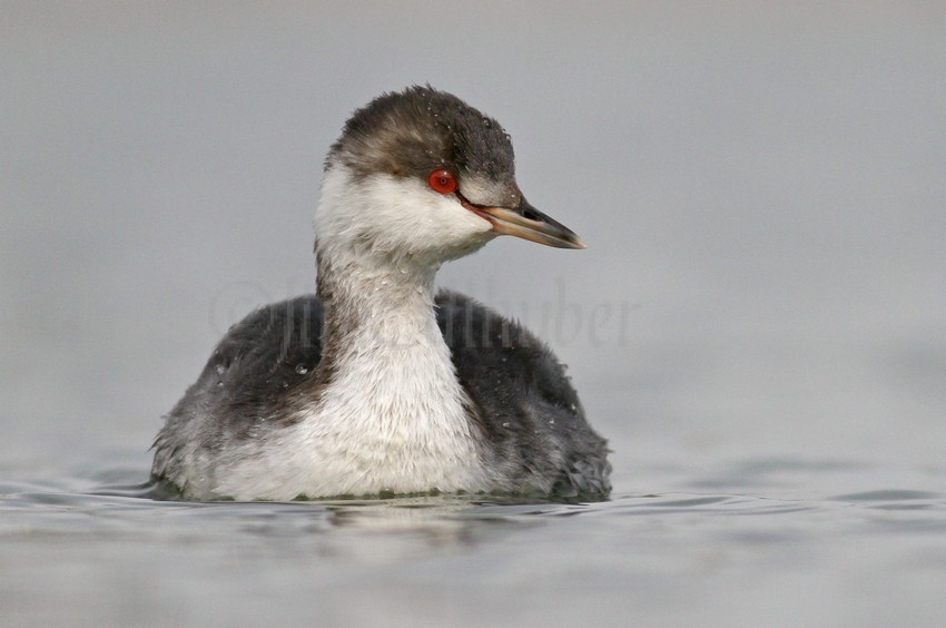 Horned Grebe nonbreeding plumage