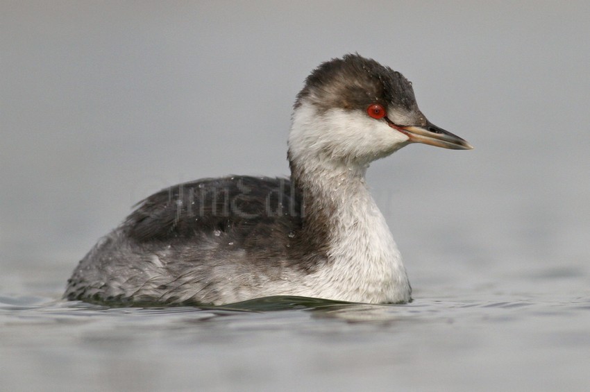 Horned Grebe nonbreeding plumage