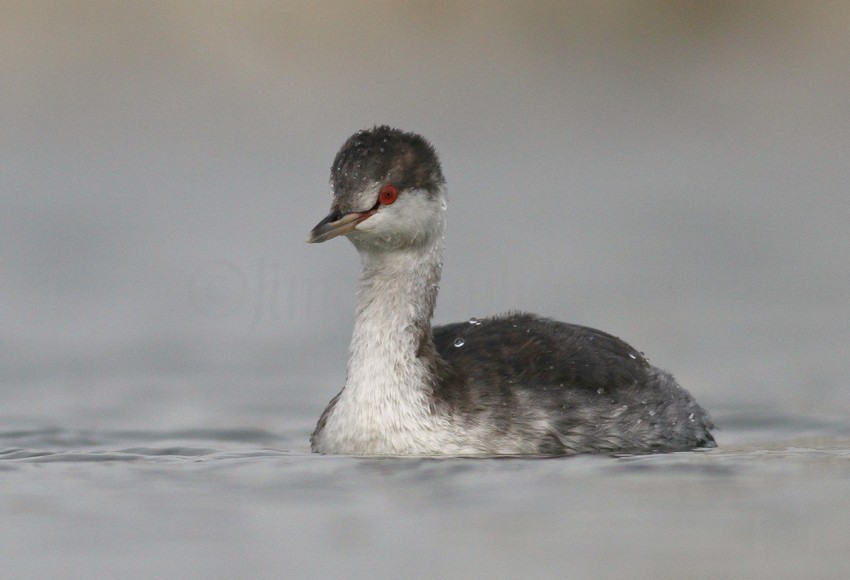 Horned Grebe nonbreeding plumage