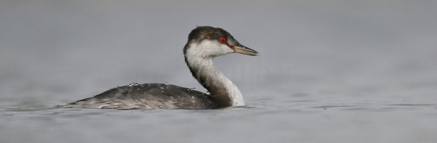 Horned Grebe nonbreeding plumage