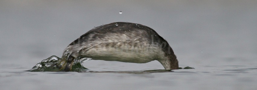 Horned Grebe nonbreeding plumage