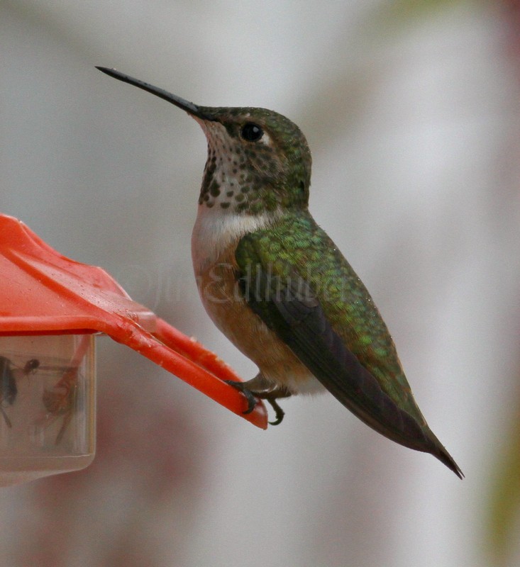 Rufous Hummingbird (Cynthia's yard bird), at Fort Atkinson Wisconsin on October 15, 2014