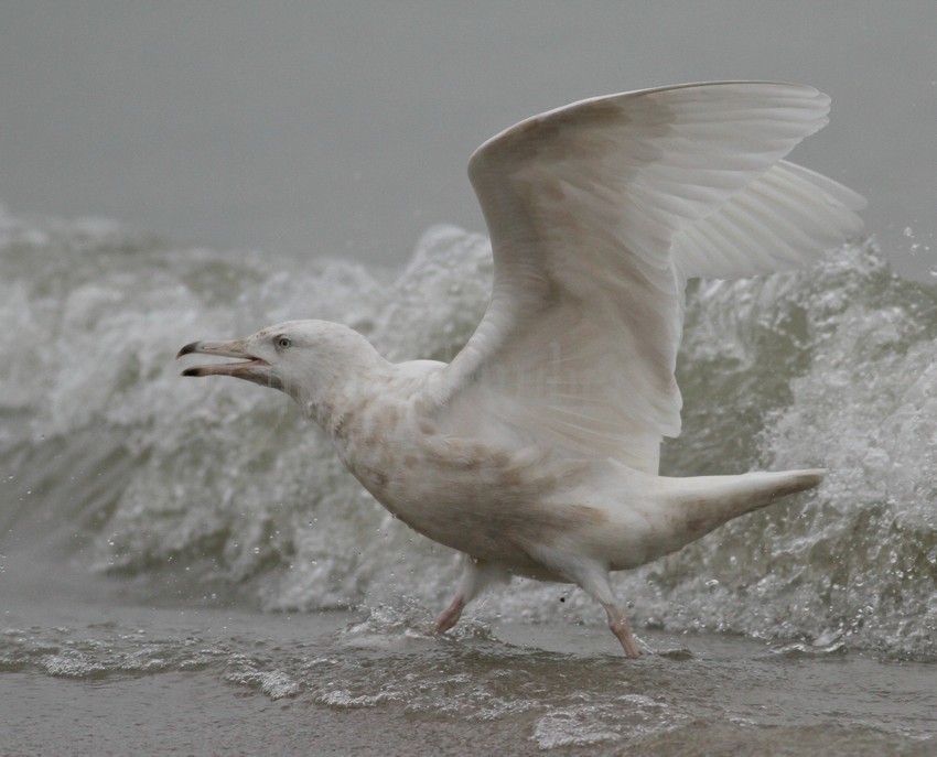 Glaucous Gull