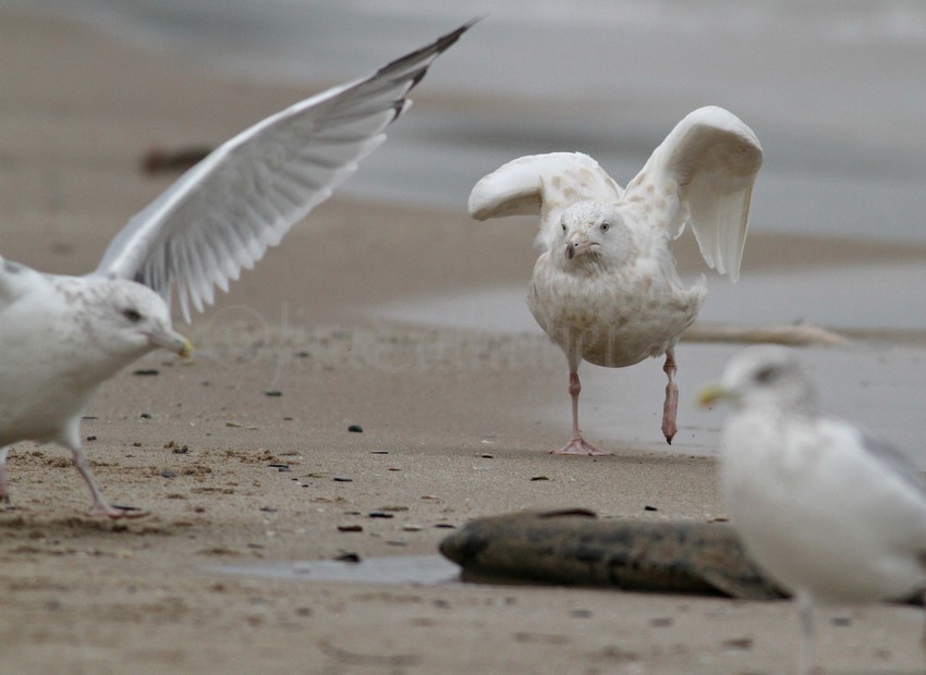 Glaucous Gull defending its fish!