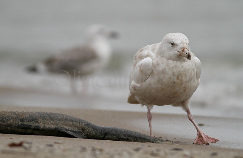 Great Black-backed Gull, back Herring Gull, front