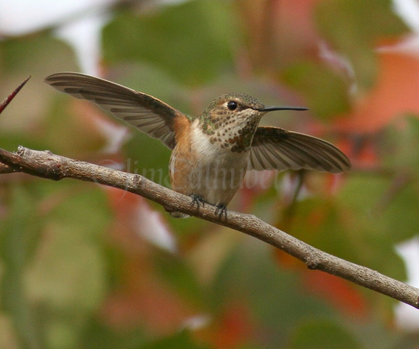 Rufous Hummingbird (Cynthia's yard bird), at Fort Atkinson Wisconsin on October 16, 2014