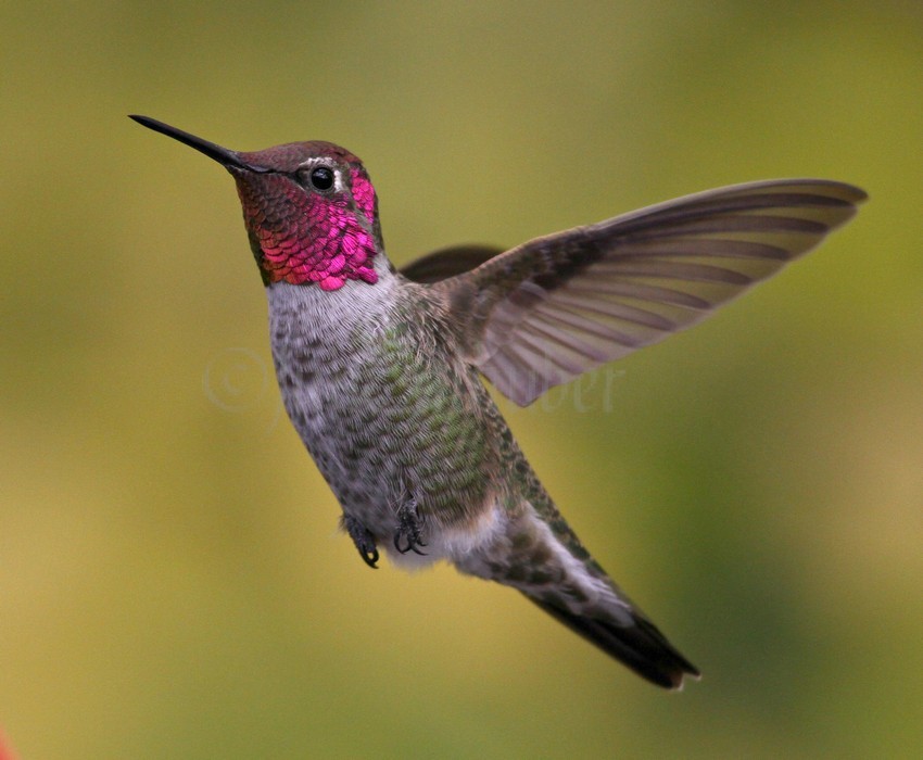 Anna’s Hummingbird in Sauk County Wisconsin on October 21, 2014