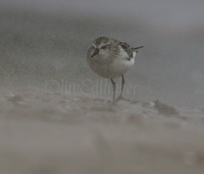 Semipalmated Sandpiper with blowing sand!