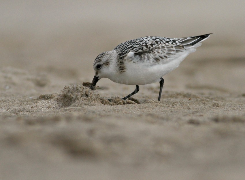 Sanderling feeding in the sand