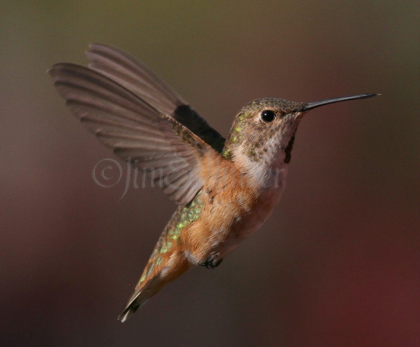 Rufous Hummingbird in Waukesha County Wisconsin on October 23, 2014