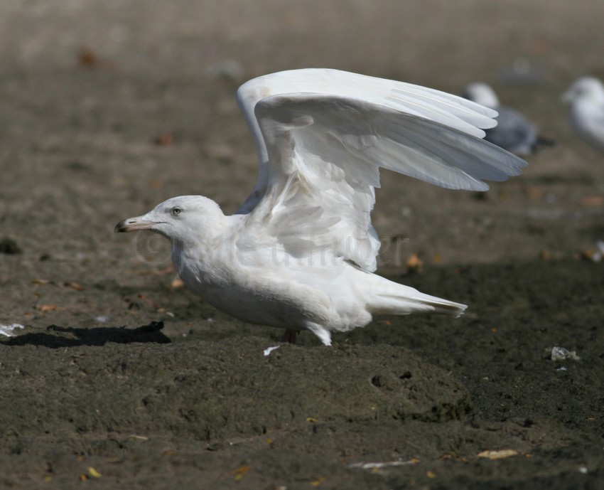 Glaucous Gull at McKinley Beach on Milwaukee’s Lakefront October 9, 2014