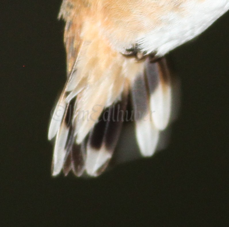 Best tail spread I could come up with, is it enough to confrim this bird as a Rufous)?