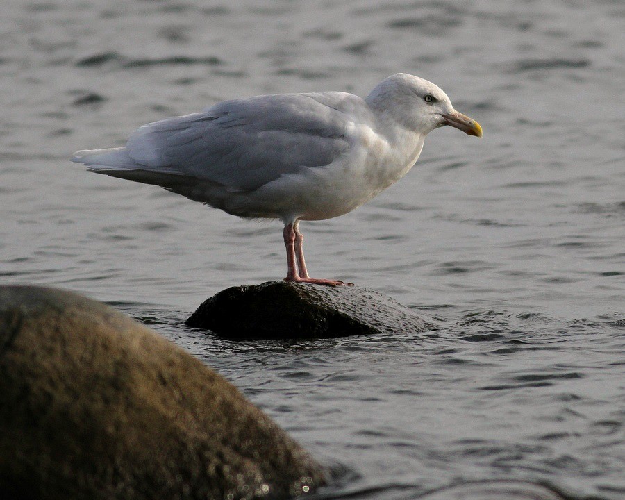 Glaucous Gull Milwaukee Lakefront December 4, 2012