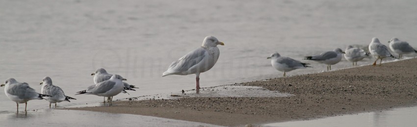 Glaucous Gull with the Ring-billed Gulls.