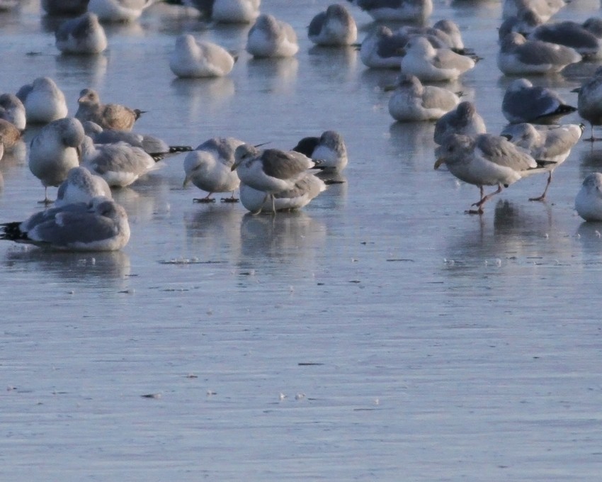 California Gull Johnson Creek Landfill Jefferson County Wisconsin February 23, 2012