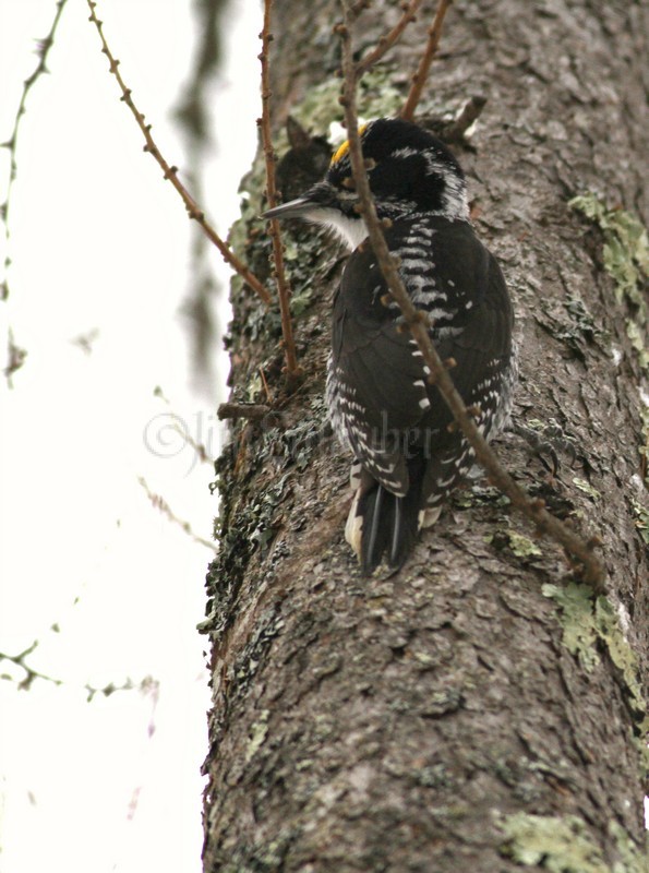 American Three-toed Woodpecker doc shot