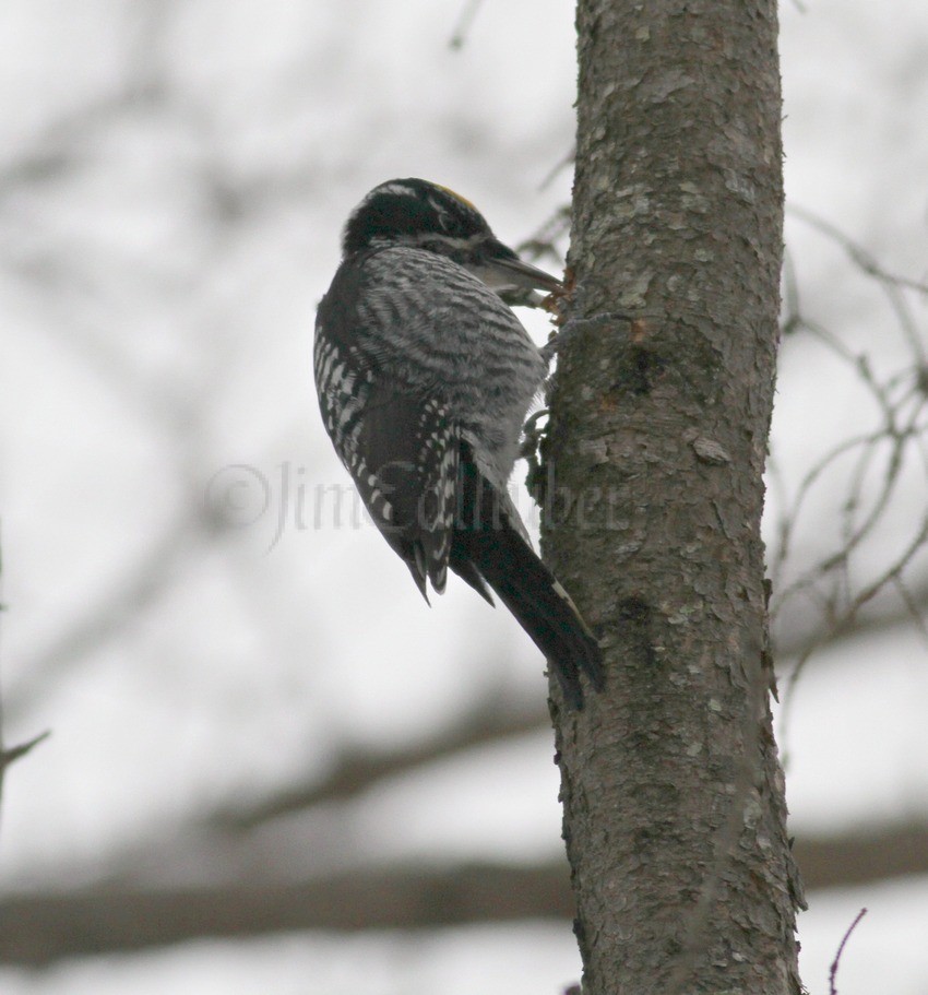 American Three-toed Woodpecker flaking in the bark, doc shot