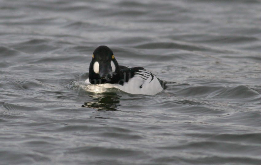 Common Goldeneye, male, looking at you!