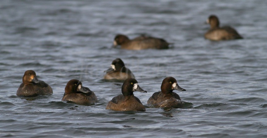 Greater Scaup, females watching a piece of ice go by!
