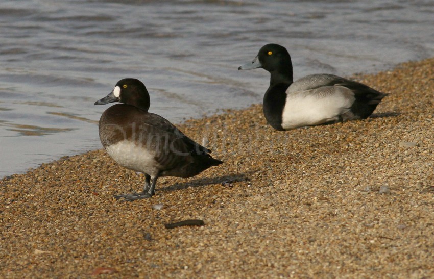 Greater Scaup, female left - male right