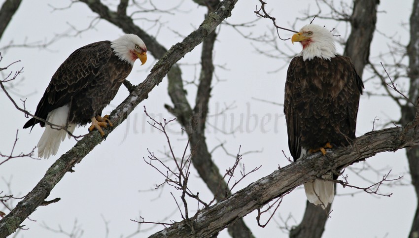 American Bald Eagles in in a tree taking a break from trips to the deer carcass they are feeding on.