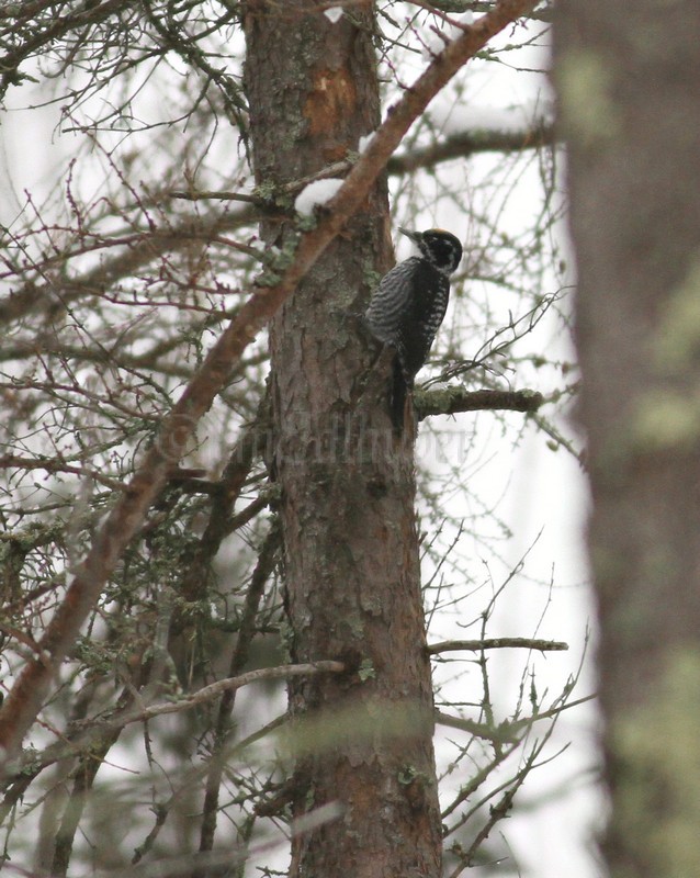 American Three-toed Woodpecker working the tree, distant doc shot