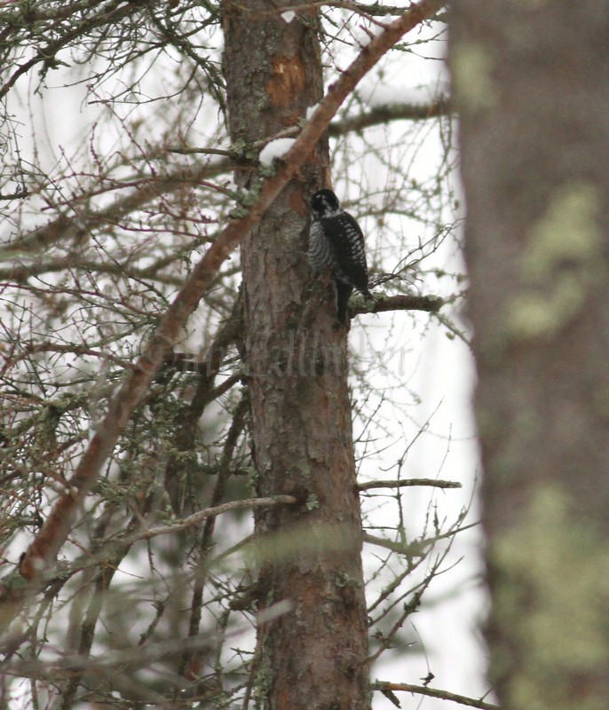 American Three-toed Woodpecker working the tree, distant doc shot