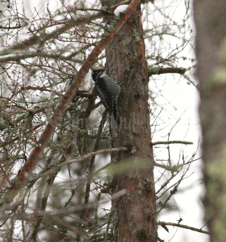 American Three-toed Woodpecker working the tree, distant doc shot