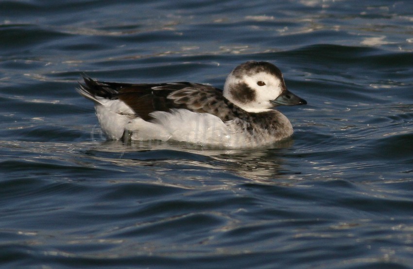 Long-tailed Duck at the South Shore Yacht Club in Milwaukee Wisconsin December 6, 2014