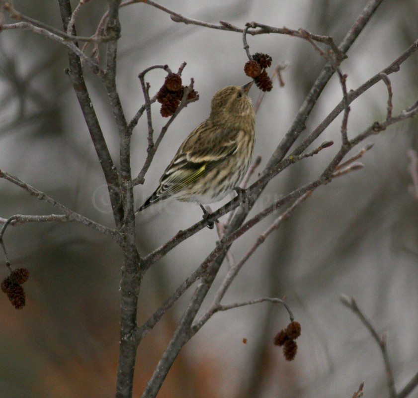 Pine Siskin feeding on Alder seeds.