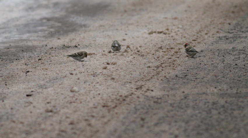 Common Redpolls on the back roads in Burnett County