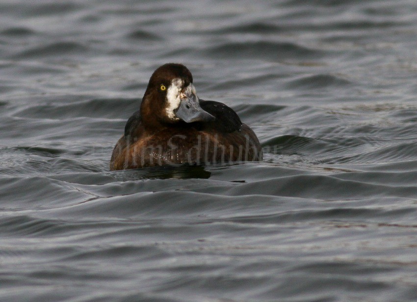 Greater Scaup, female