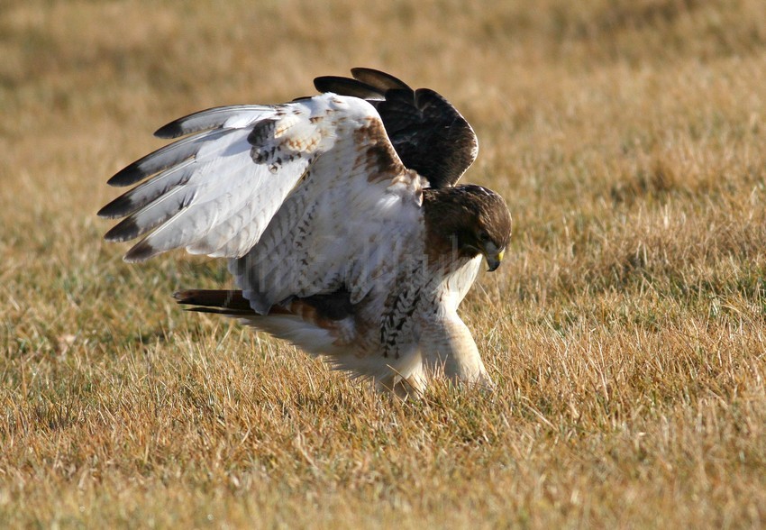 Red-tailed Hawk at the Lake Express Milwaukee Wisconsin December 23, 2014