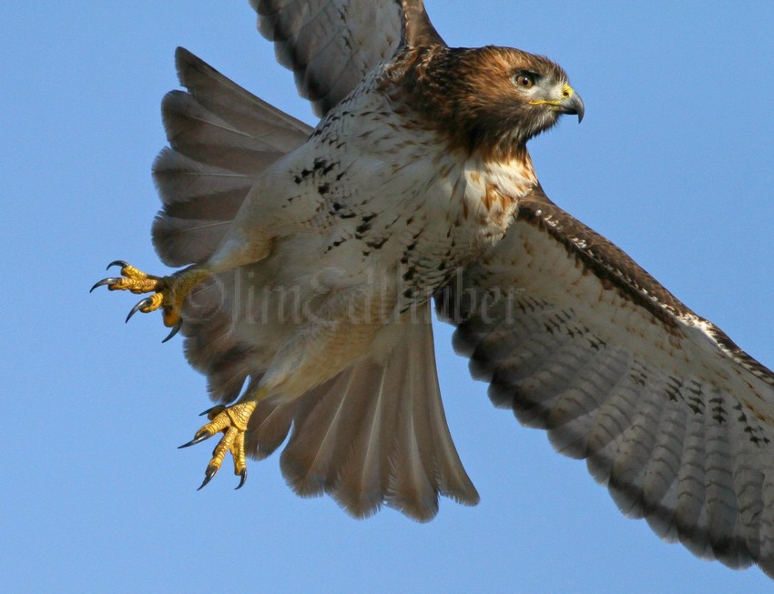 Red-tailed Hawk at the Lake Express Milwaukee Wisconsin December 23, 2014