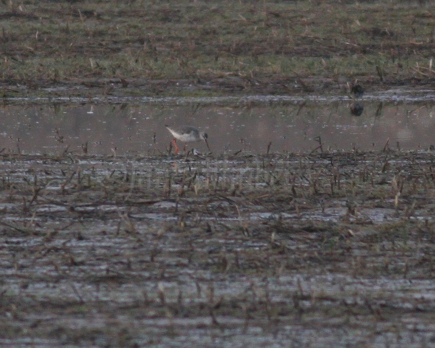 Spotted Redshank Goose Pond Indiana March 29, 2013