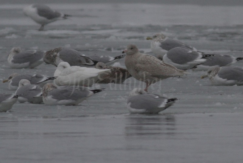 Glaucous Gull (#2) 1st winter right, Glaucous Gull (#2) 2nd cycle left - doc shot Lakeshore State Park