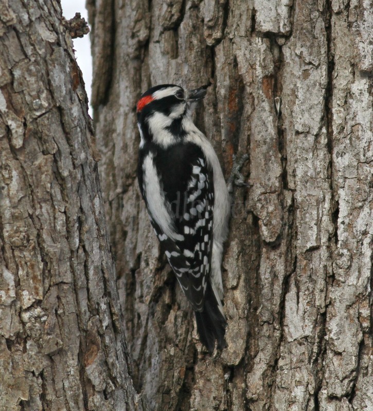 Downy Woodpecker hiding the seed