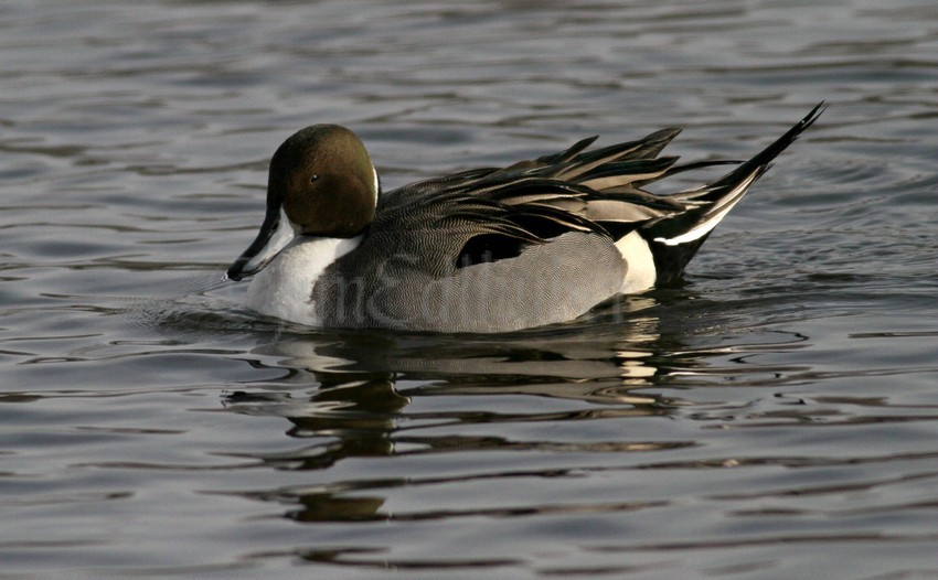 Northern Pintail